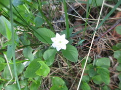 Skogstjerne (Trientalis europaea)