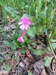 Red Campion (Silene dioica)