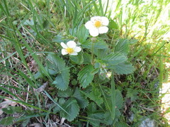 Markjordbær (Fragaria vesca)