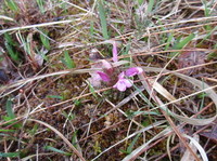 Kystmyrklegg (Pedicularis sylvatica)