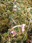 Bog-rosemary (Andromeda polifolia)