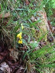 Marimjelleslekta (Melampyrum)