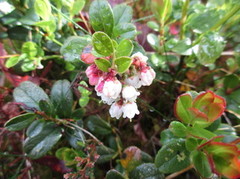 Tyttebær (Vaccinium vitis-idaea)