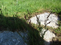 Sheep's Sorrel (Rumex acetosella)