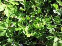 Alpine Lady's-mantle (Alchemilla alpina)