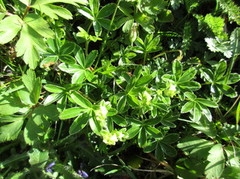 Alpine Lady's-mantle (Alchemilla alpina)