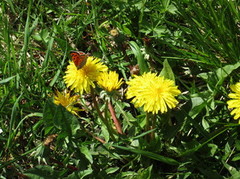 Small Pearl-bordered Fritillary (Boloria selene)