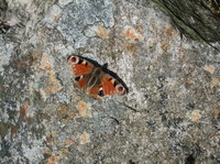 Peacock Butterfly (Aglais io)