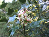 English Holly (Ilex aquifolium)