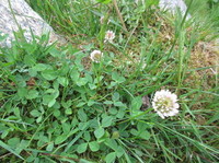 Hvitkløver (Trifolium repens)