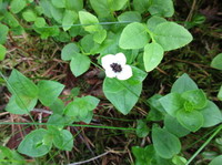 Dwarf Cornel (Chamaepericlymenum suecicum)