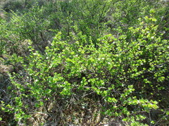 Dvergbjørk (Betula nana subsp. nana)