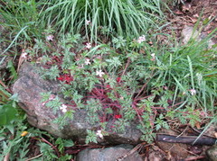 Stankstorkenebb (Geranium robertianum)