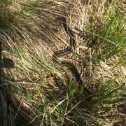 Hoggorm (Vipera berus)