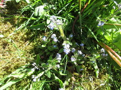 Forglemmegeislekta (Myosotis)