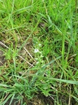 Thyme-leaved Speedwell (Veronica serpyllifolia)