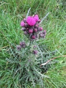 Myrtistel (Cirsium palustre)