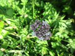 Vendelrot (Valeriana sambucifolia)