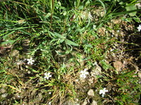 Småsmelle (Silene rupestris)