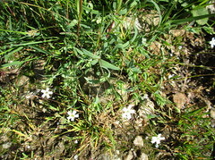 Småsmelle (Silene rupestris)