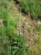 Revebjelle (Digitalis purpurea)