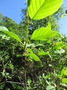 Trollhegg (Frangula alnus)