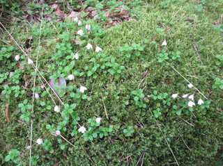 Linnea (Linnaea borealis)