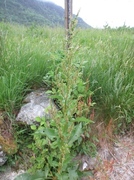 Krushøymol (Rumex crispus)