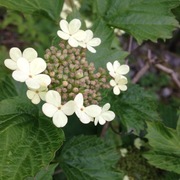 Korsved (Viburnum opulus)