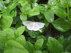 Common White Wave (Cabera pusaria)