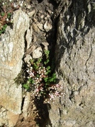 Kystbergknapp (Sedum anglicum)