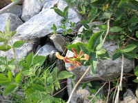 Vivendel (Lonicera periclymenum)