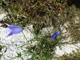 Blåklokke (Campanula rotundifolia)