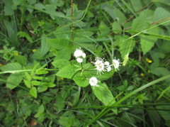 Sanikel (Sanicula europaea)