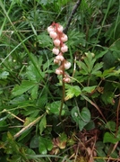 Common Wintergreen (Pyrola minor)