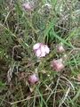 Klokkelyng (Erica tetralix)