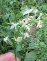 Nattfiol (Platanthera bifolia)