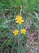 Firkantperikum (Hypericum maculatum)