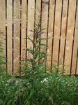 Geitrams (Epilobium angustifolium)