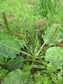 Groblad (Plantago major)