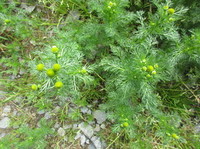 Tunbalderbrå (Matricaria matricarioides)