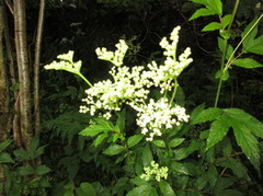 Mjødurt (Filipendula ulmaria)