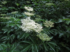 Elder (Sambucus nigra)