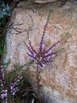 Røsslyng (Calluna vulgaris)