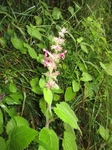 Skogsvinerot (Stachys sylvatica)