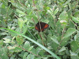 Fløyelsringvinge (Erebia ligea)