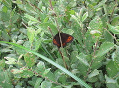 Arran Brown (Erebia ligea)