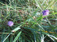 Blåknapp (Succisa pratensis)