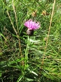 Knoppurtslekta (Centaurea)