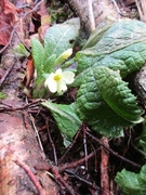 Kusymre (Primula vulgaris)
